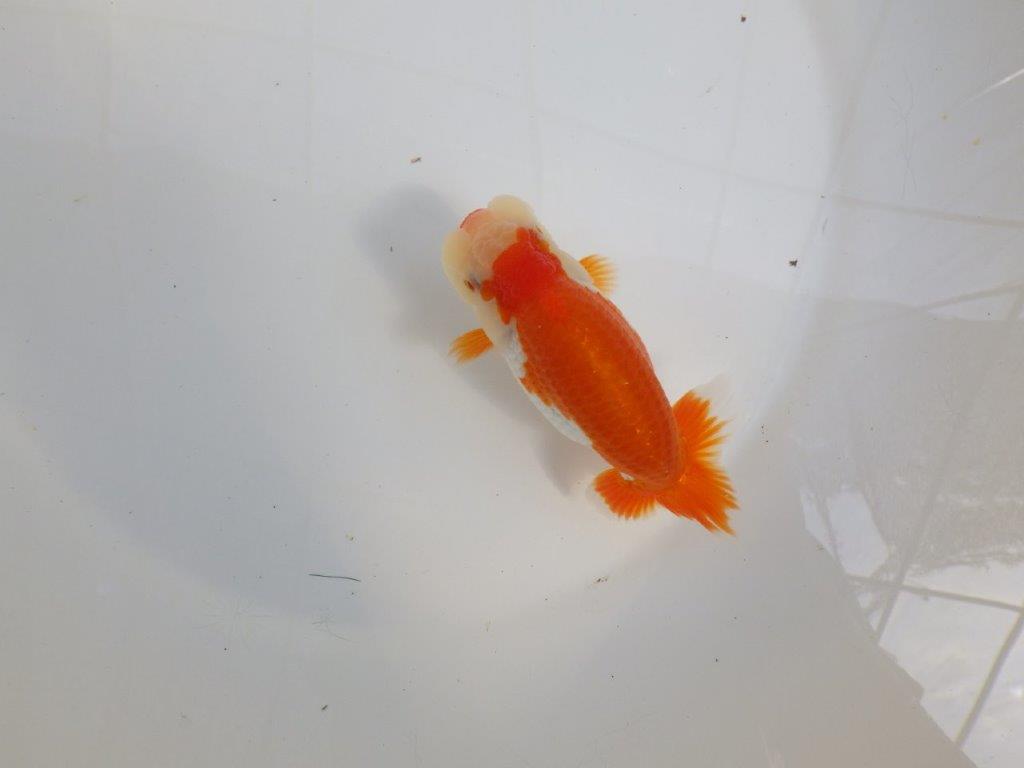 【 一押し！！】色艶が良くご鑑賞お勧めの更紗らんちゅう　　期間限定販売　約13㎝　メス？