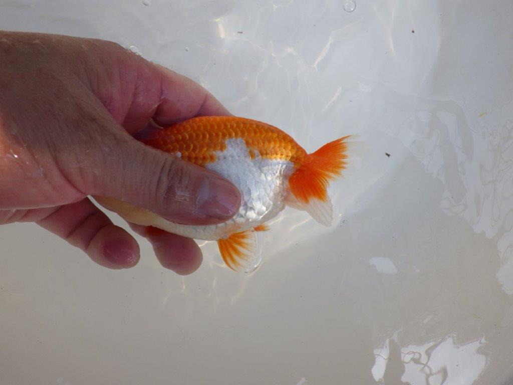 【 一押し！！】色艶が良くご鑑賞お勧めの更紗らんちゅう　　期間限定販売　約13㎝　メス？