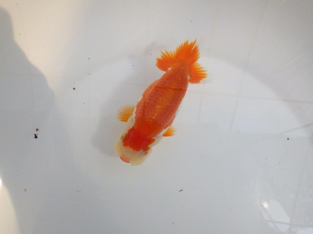 【 一押し！！】色艶が良くご鑑賞お勧めの更紗らんちゅう　　期間限定販売　約13㎝　メス？