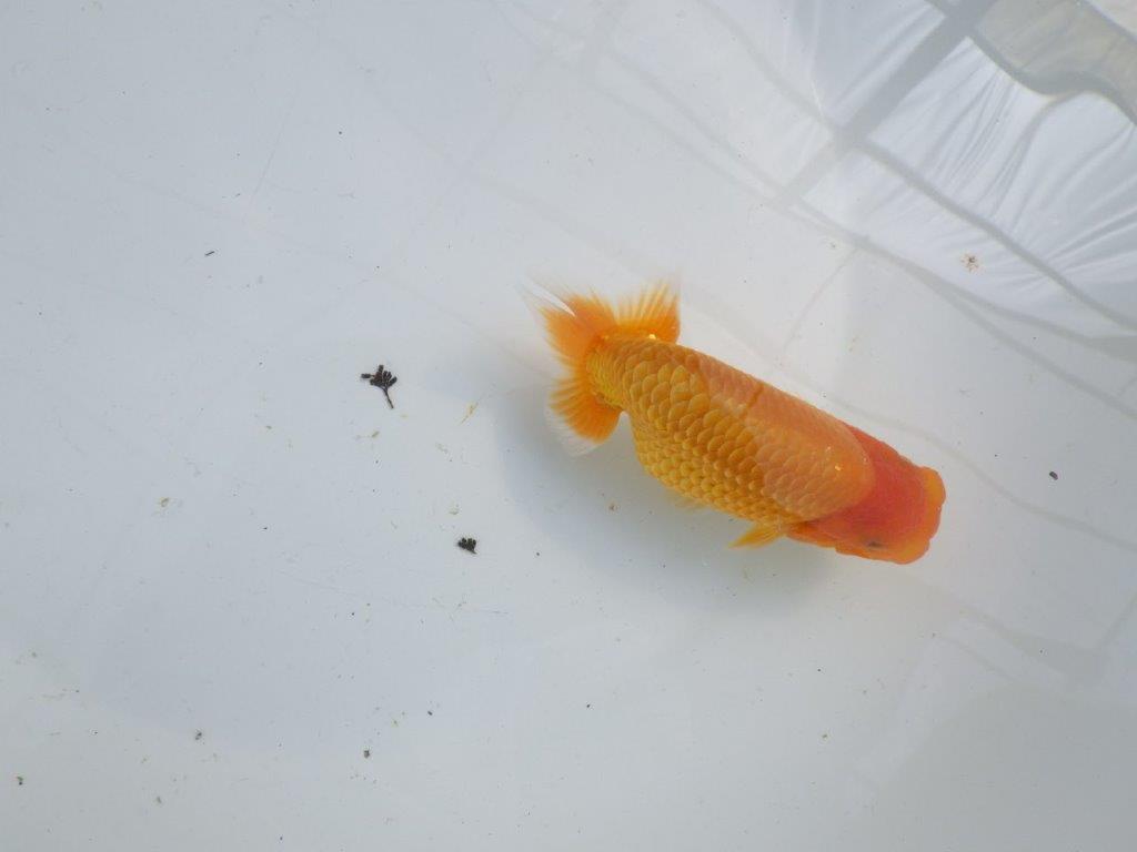 【逸品当歳らんちゅう】飼い込みお勧めのらんちゅう　約13ｃｍ前後