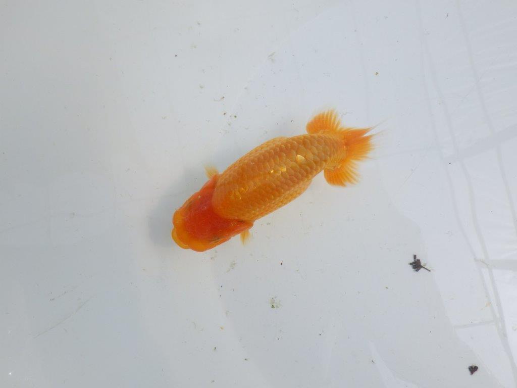 【逸品当歳らんちゅう】飼い込みお勧めのらんちゅう　約13ｃｍ前後