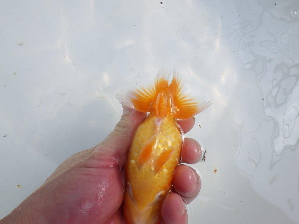 【逸品当歳らんちゅう】飼い込みお勧めのらんちゅう　約13ｃｍ前後