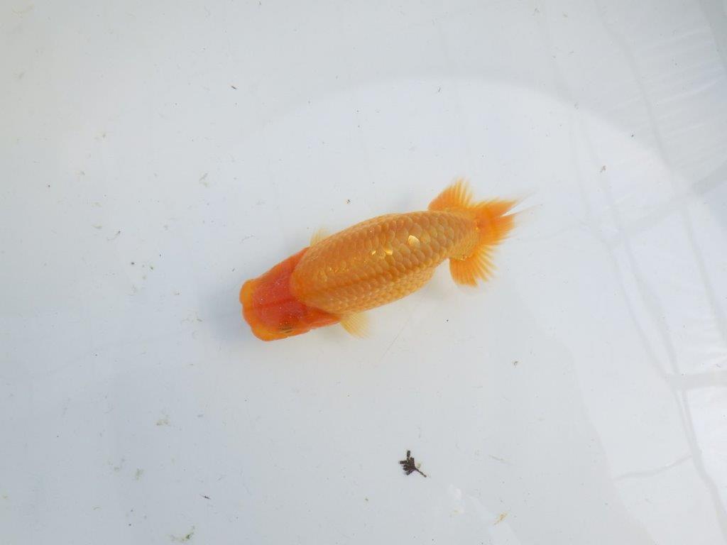 【逸品当歳らんちゅう】飼い込みお勧めのらんちゅう　約13ｃｍ前後