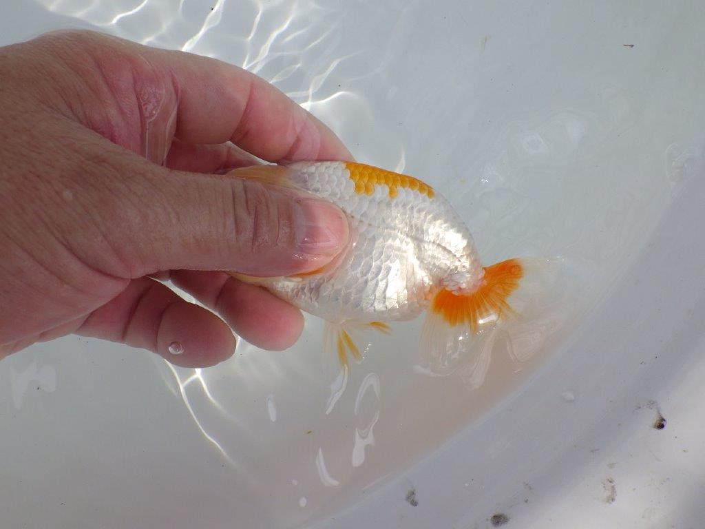 【逸品当歳らんちゅう】飼い込みお勧め更紗らんちゅう　約12,5ｃｍ前後　オス？