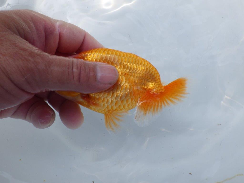【上物当歳らんちゅう 】フンタンの雰囲気の良いらんちゅう　約13,5㎝　メス？