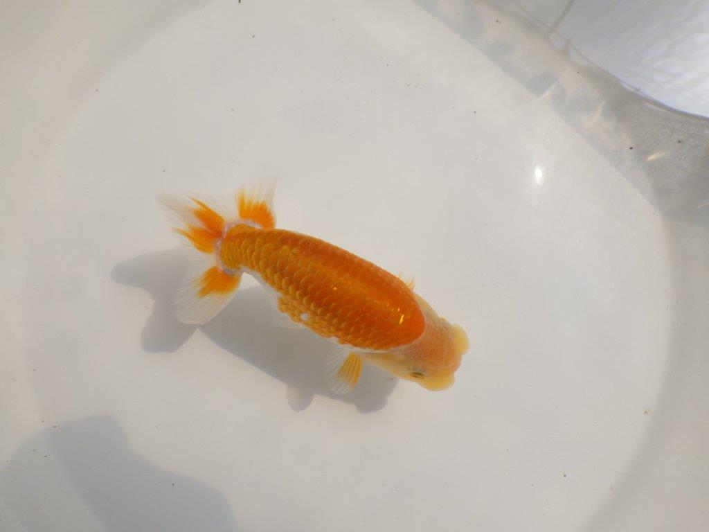 【 鉄板！！】ご鑑賞お勧めの当歳らんちゅう　東大関系統　約13,5㎝　オス？