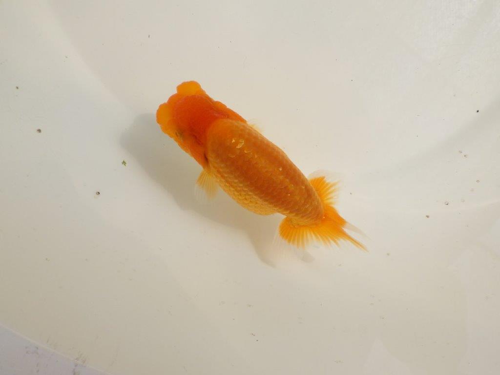 【 鉄板！！】頭の雰囲気がとても良い当歳らんちゅう　東大関系統　約12,5㎝　オス？