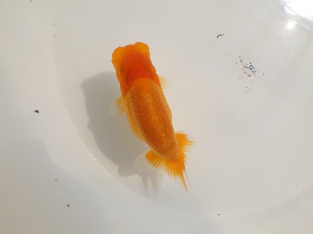 【 鉄板！！】頭の雰囲気がとても良い当歳らんちゅう　東大関系統　約12,5㎝　オス？