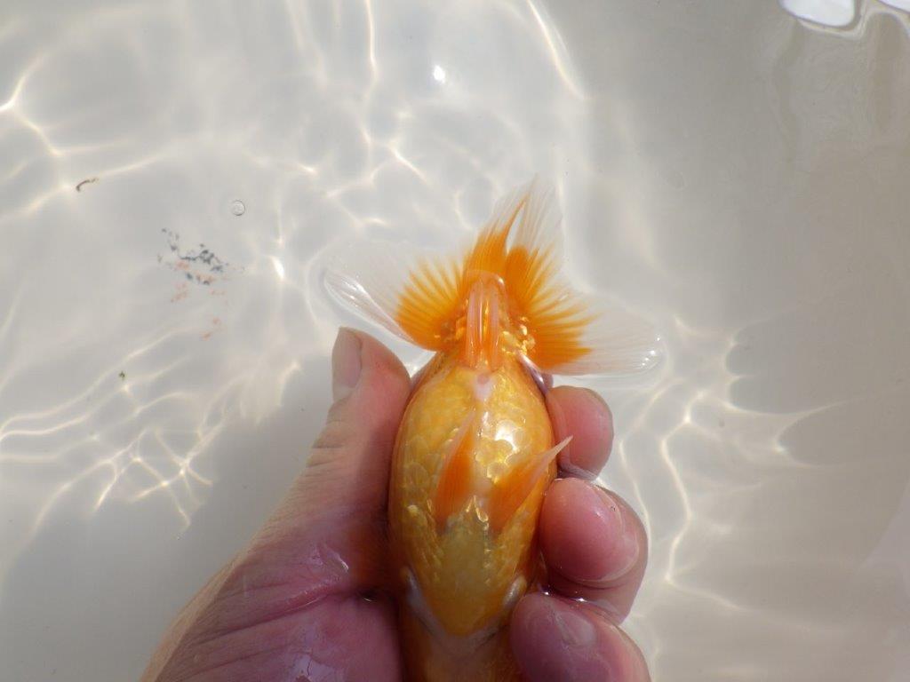 【 鉄板！！】頭の雰囲気がとても良い当歳らんちゅう　東大関系統　約12,5㎝　オス？