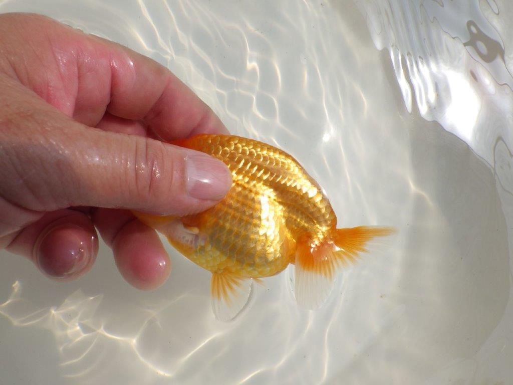 【 鉄板！！】頭の雰囲気がとても良い当歳らんちゅう　東大関系統　約12,5㎝　オス？