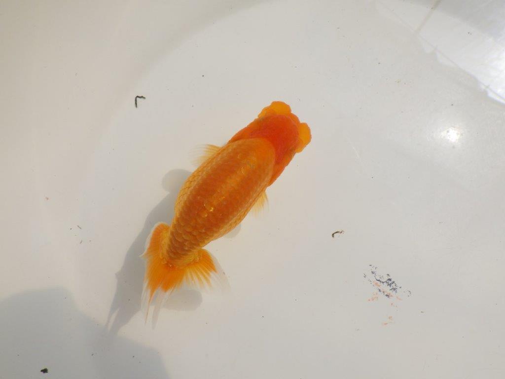 【 鉄板！！】頭の雰囲気がとても良い当歳らんちゅう　東大関系統　約12,5㎝　オス？