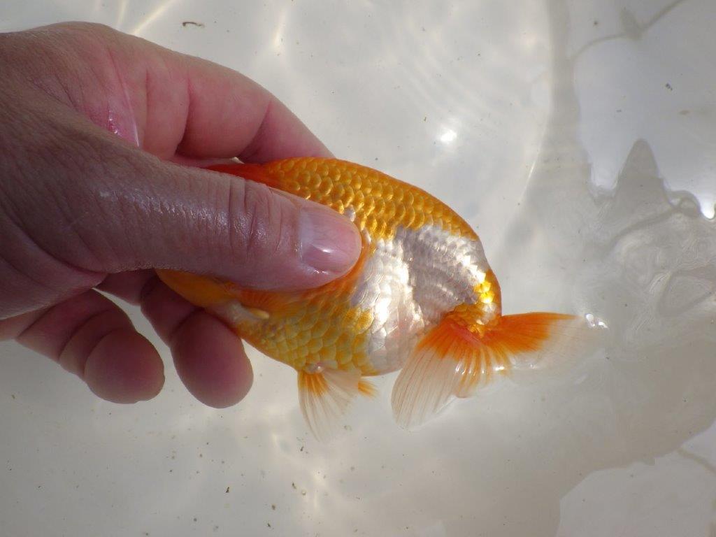【 鉄板！！】頭と尾張りが特に良い更紗当歳らんちゅう　東大関系統　約14㎝　オス？