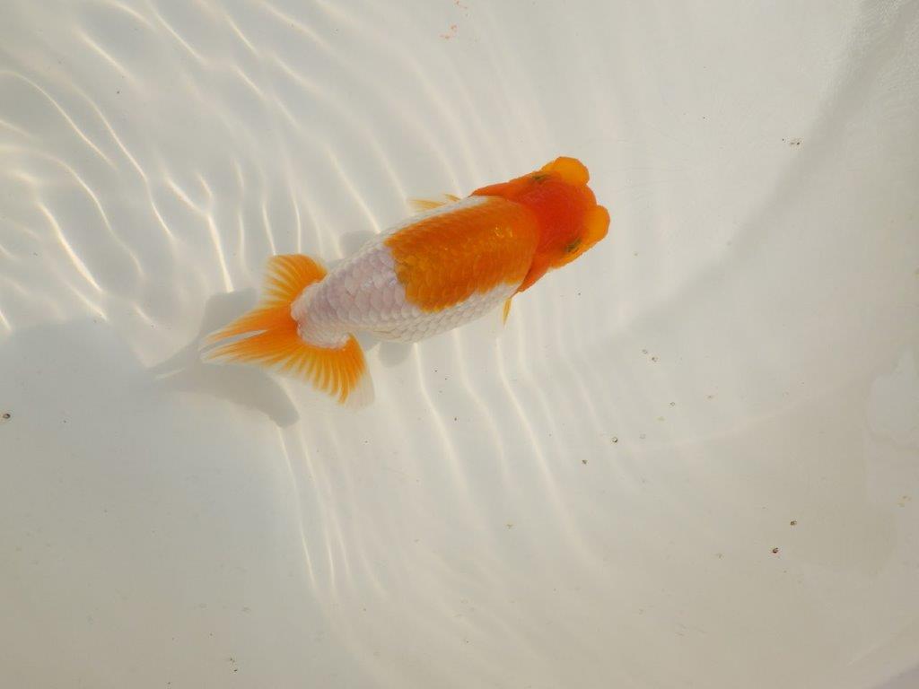 【 鉄板！！】尾型が良く柄も綺麗ならんちゅう　東大関系統　約12㎝