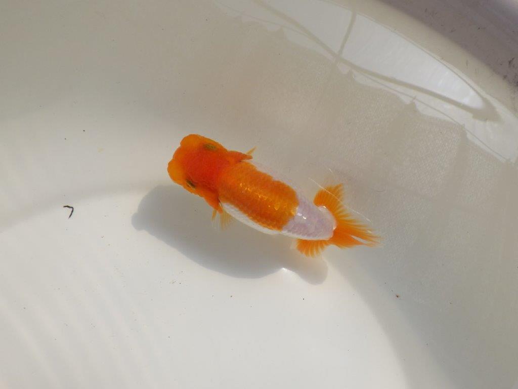 【 鉄板！！】尾型が良く柄も綺麗ならんちゅう　東大関系統　約12㎝