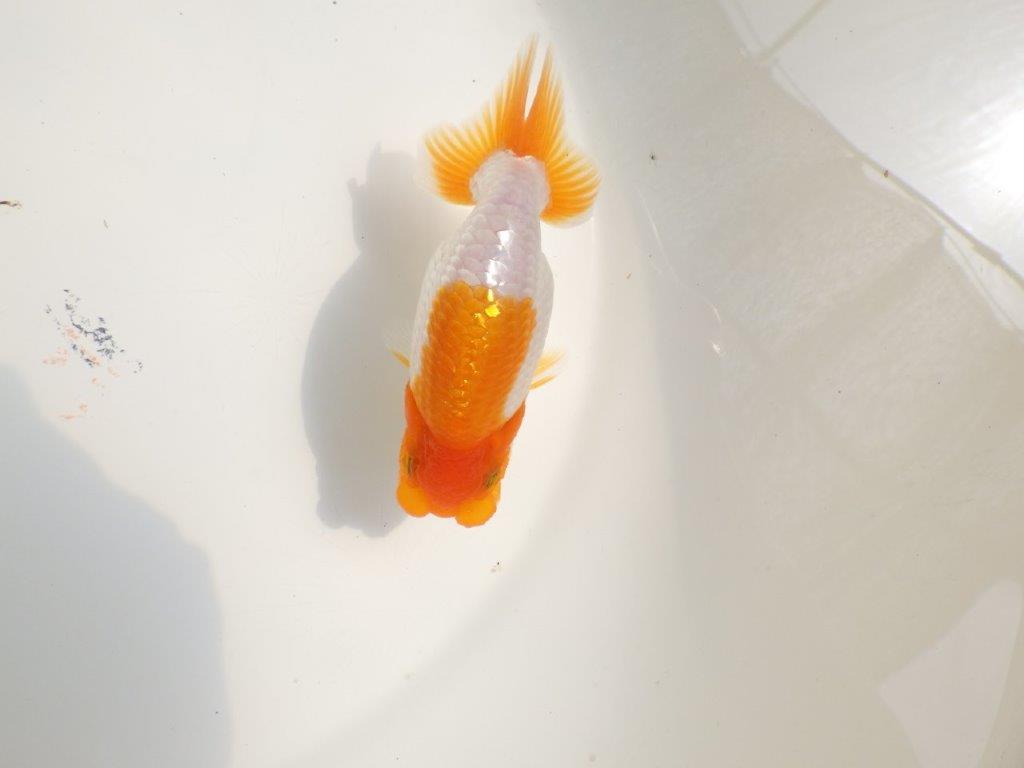 【 鉄板！！】尾型が良く柄も綺麗ならんちゅう　東大関系統　約12㎝