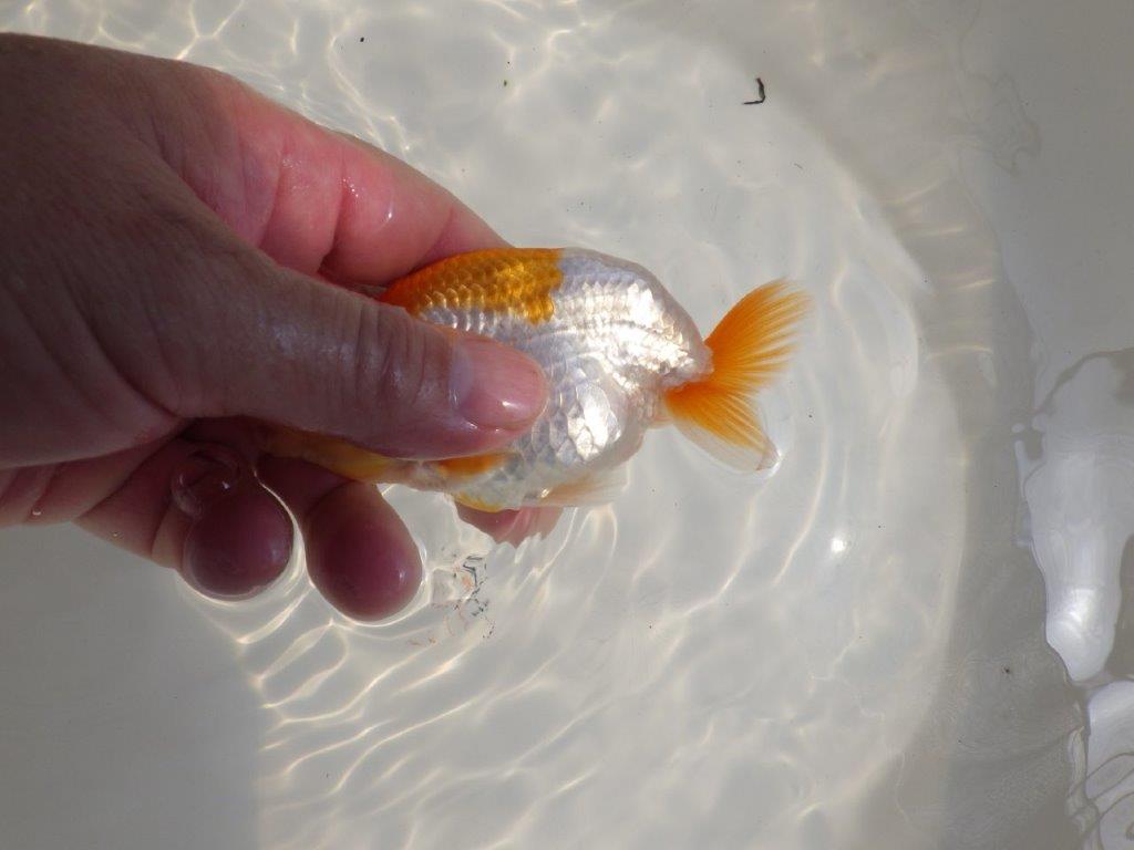 【 鉄板！！】尾型が良く柄も綺麗ならんちゅう　東大関系統　約12㎝