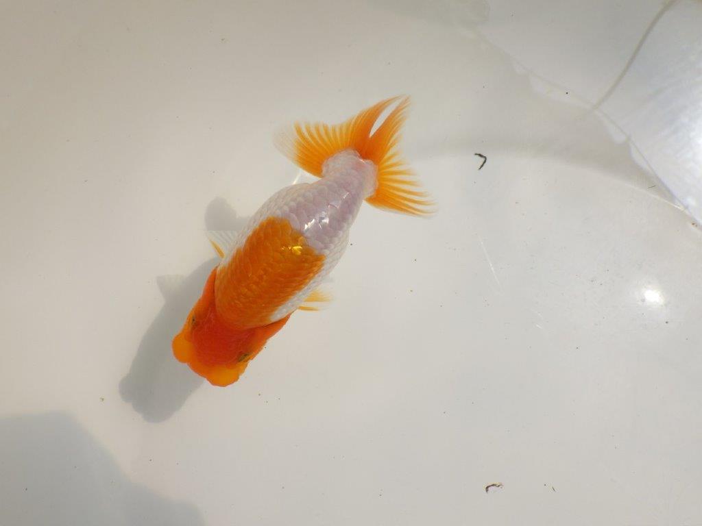 【 鉄板！！】尾型が良く柄も綺麗ならんちゅう　東大関系統　約12㎝