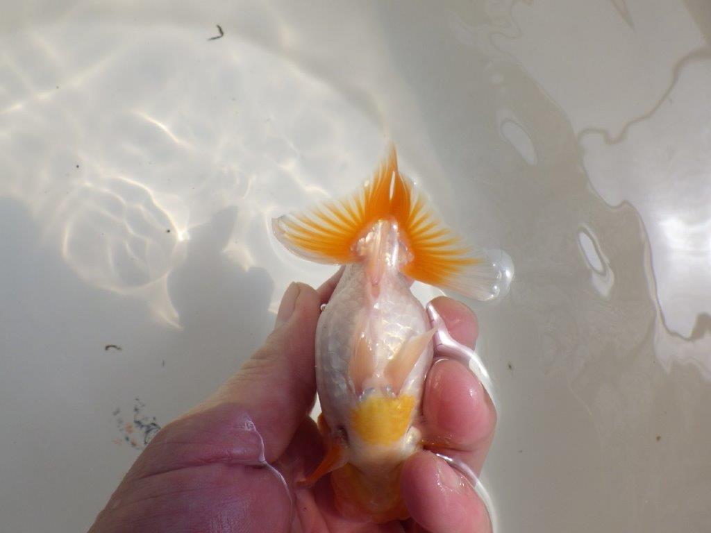 【 鉄板！！】尾型が良く柄も綺麗ならんちゅう　東大関系統　約12㎝