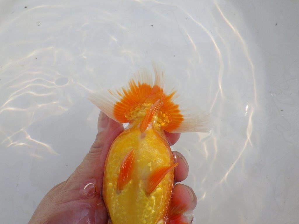 【愛知M 様作当歳らんちゅう 】　飼い込みお勧めのらんちゅう　約14㎝オス？