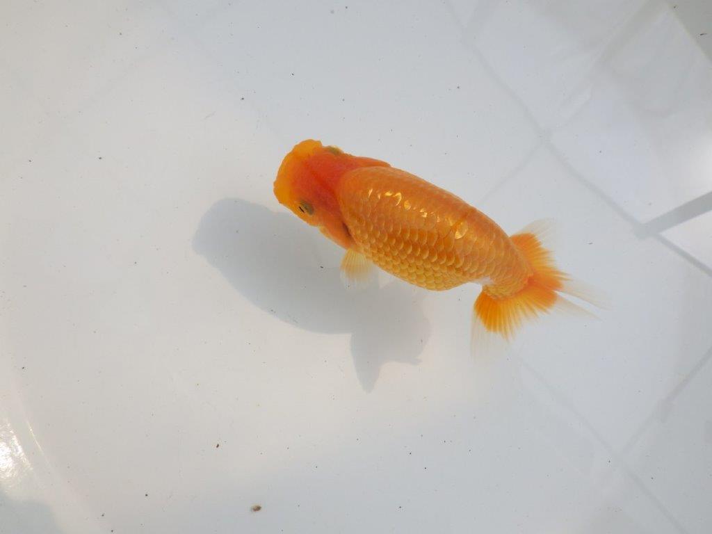 【 鉄板！！】背も綺麗で水槽映え更紗らんちゅう　東大関系統　約12㎝  メス？