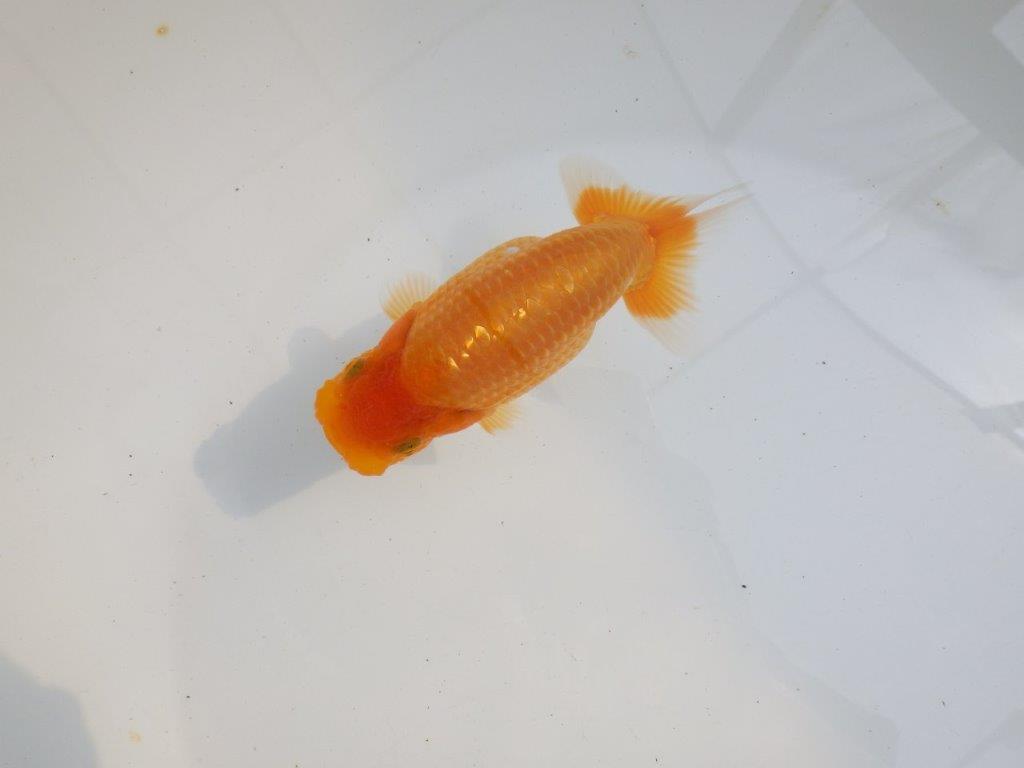 【 鉄板！！】背も綺麗で水槽映え更紗らんちゅう　東大関系統　約12㎝  メス？