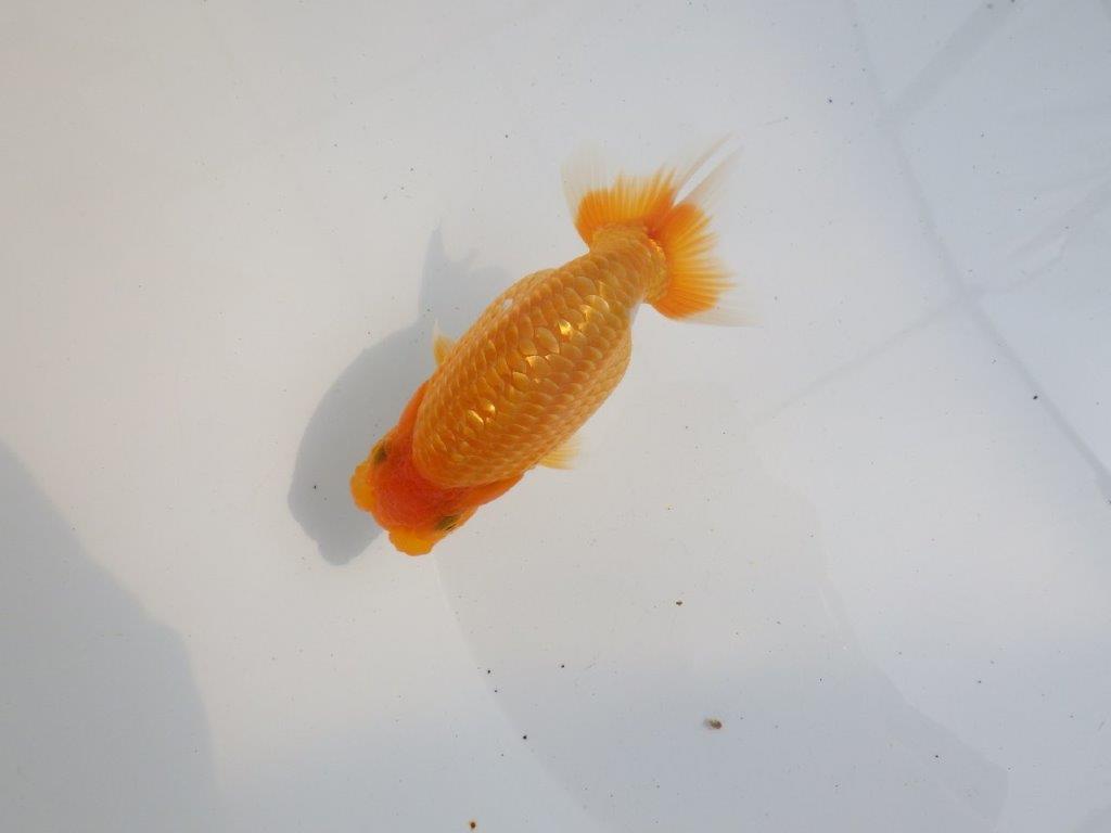 【 鉄板！！】背も綺麗で水槽映え更紗らんちゅう　東大関系統　約12㎝  メス？