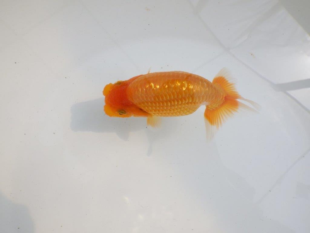 【 鉄板！！】背も綺麗で水槽映え更紗らんちゅう　東大関系統　約12㎝  メス？