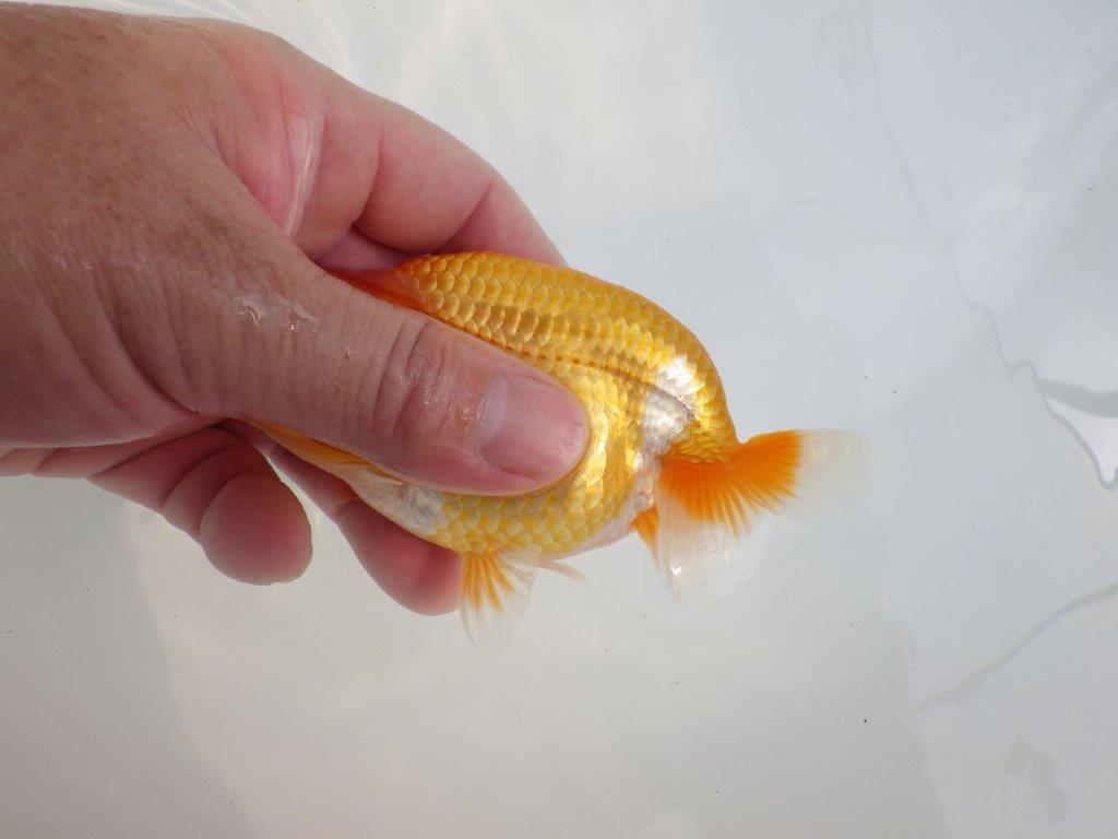 【 鉄板！！】背も綺麗で水槽映え更紗らんちゅう　東大関系統　約12㎝  メス？