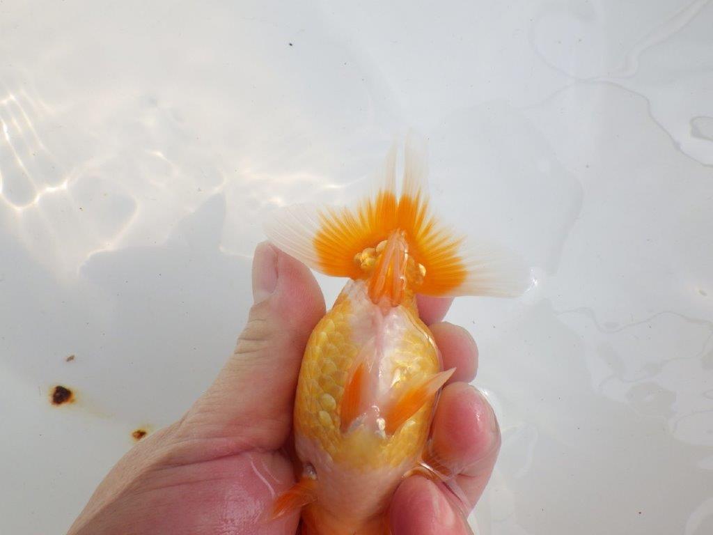 【 鉄板！！】背も綺麗で水槽映え更紗らんちゅう　東大関系統　約12㎝  メス？