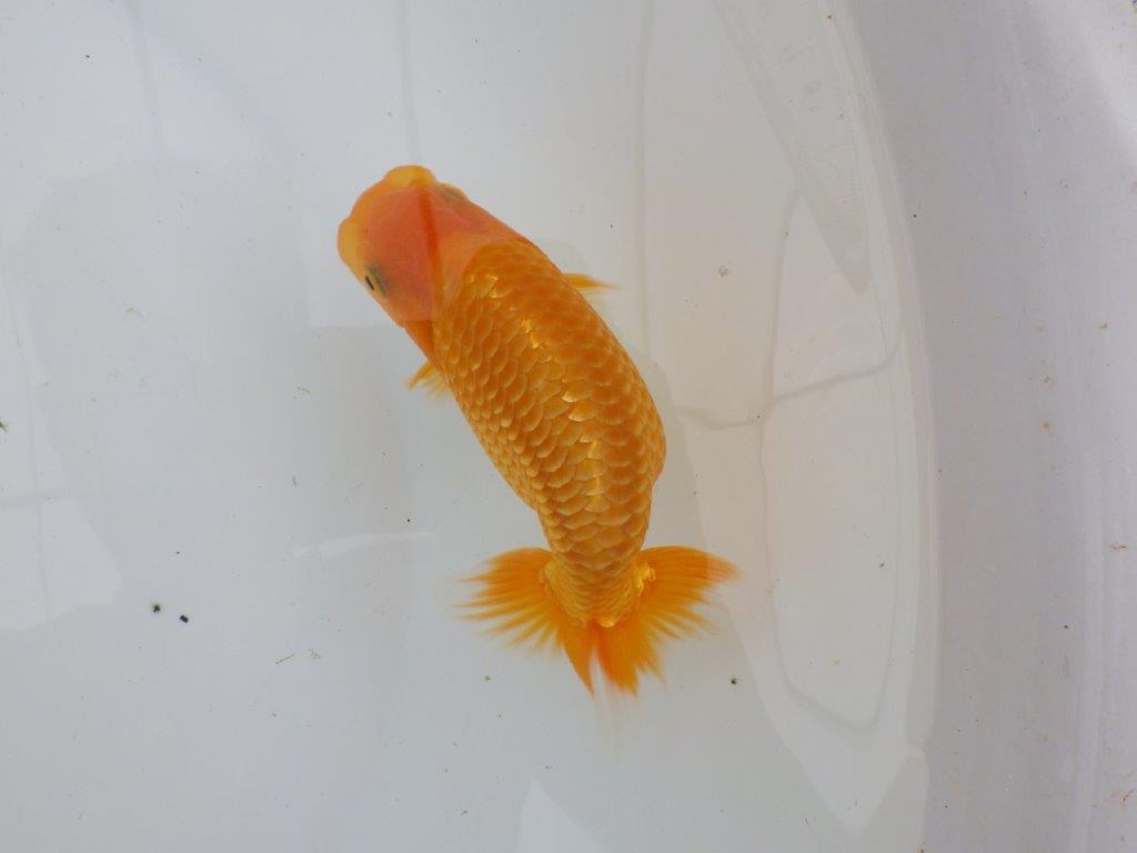 【逸品当歳らんちゅう】前がかりの効いた粋な尾型のらんちゅう　約13ｃｍ前後　オス？
