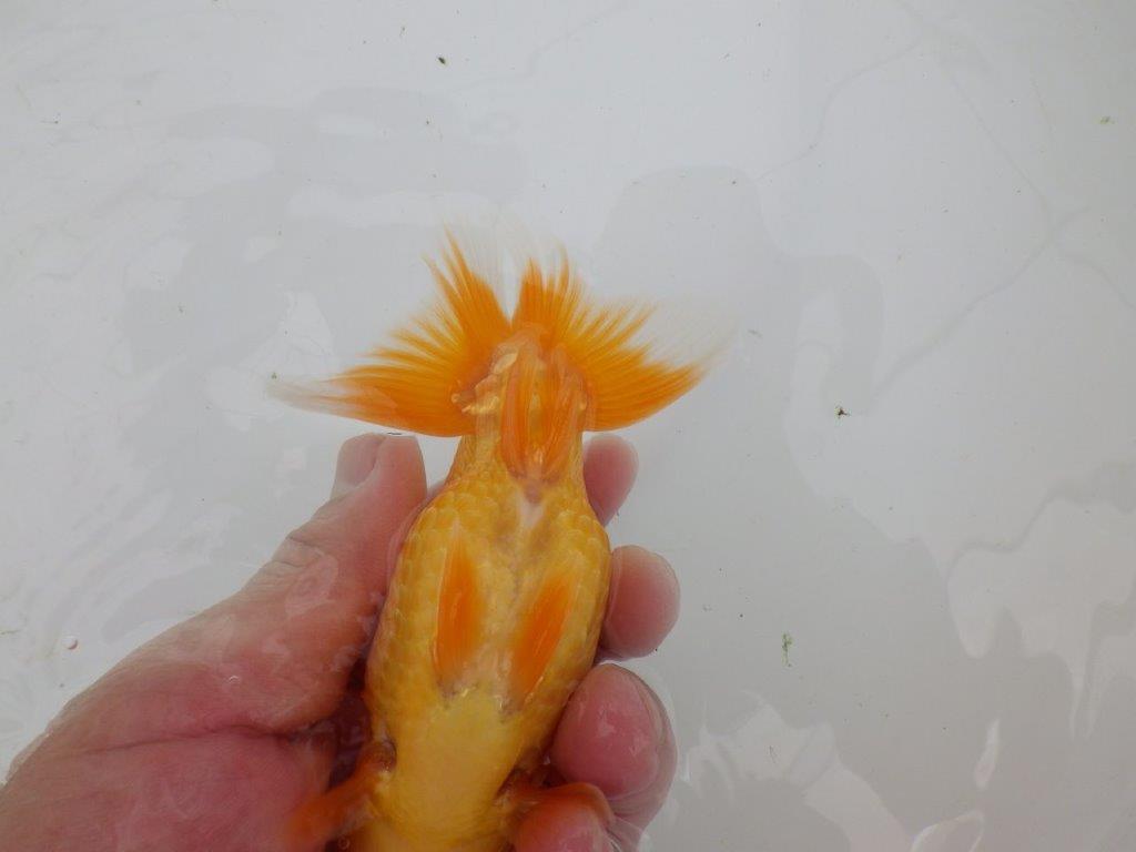 【逸品当歳らんちゅう】前がかりの効いた粋な尾型のらんちゅう　約13ｃｍ前後　オス？