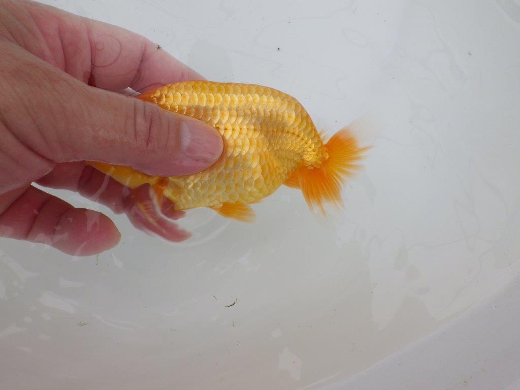 【逸品当歳らんちゅう】前がかりの効いた粋な尾型のらんちゅう　約13ｃｍ前後　オス？