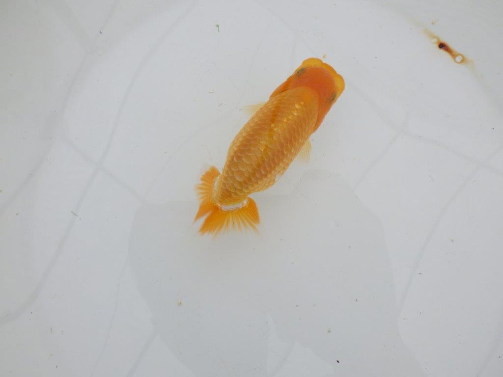 【逸品当歳らんちゅう】背幅があり純粋に太くたくましいらんちゅう　約12ｃｍ前後