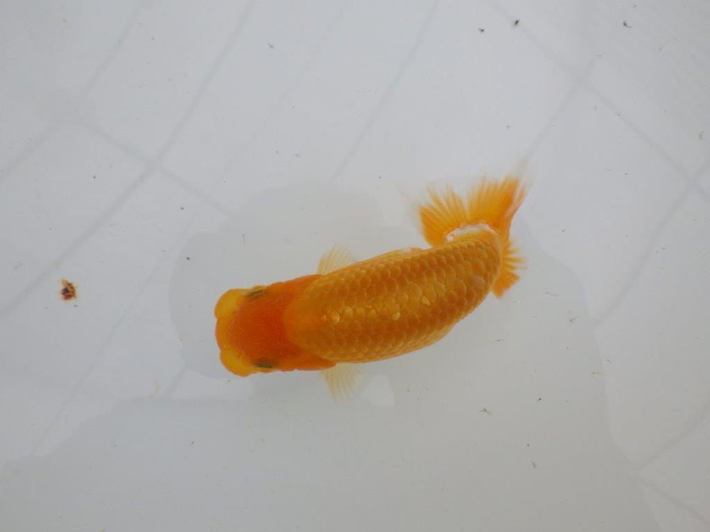 【逸品当歳らんちゅう】背幅があり純粋に太くたくましいらんちゅう　約12ｃｍ前後