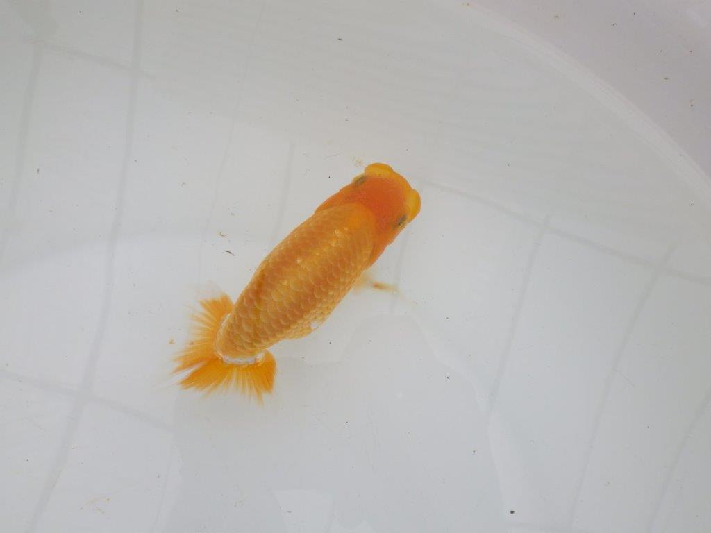 【逸品当歳らんちゅう】背幅があり純粋に太くたくましいらんちゅう　約12ｃｍ前後