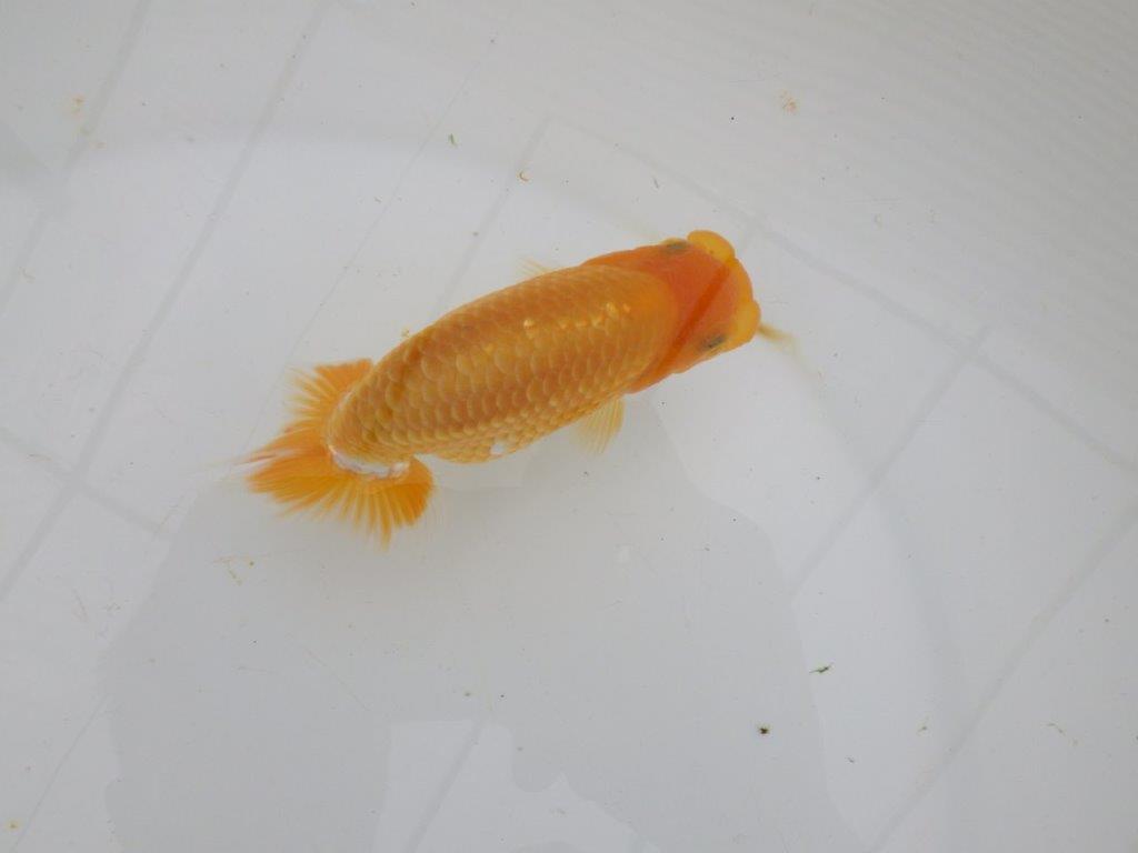 【逸品当歳らんちゅう】背幅があり純粋に太くたくましいらんちゅう　約12ｃｍ前後