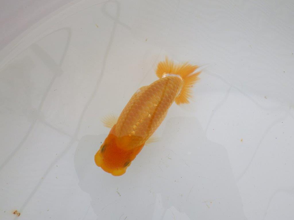 【逸品当歳らんちゅう】背幅があり純粋に太くたくましいらんちゅう　約12ｃｍ前後
