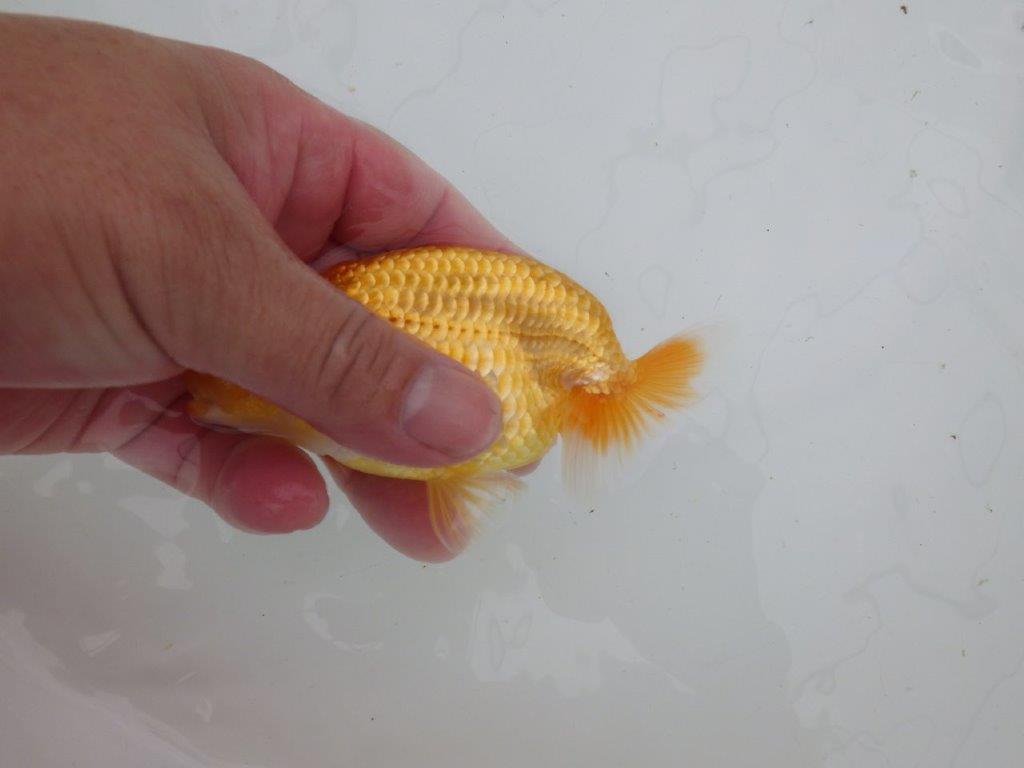 【逸品当歳らんちゅう】背幅があり純粋に太くたくましいらんちゅう　約12ｃｍ前後