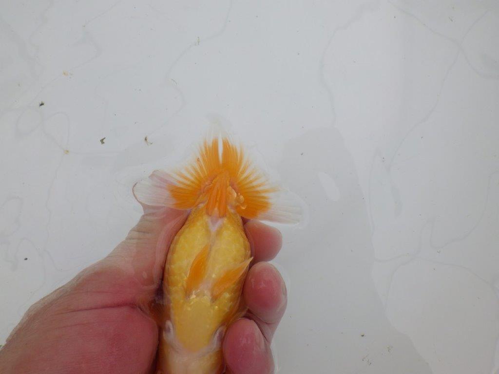 【逸品当歳らんちゅう】背幅があり純粋に太くたくましいらんちゅう　約12ｃｍ前後
