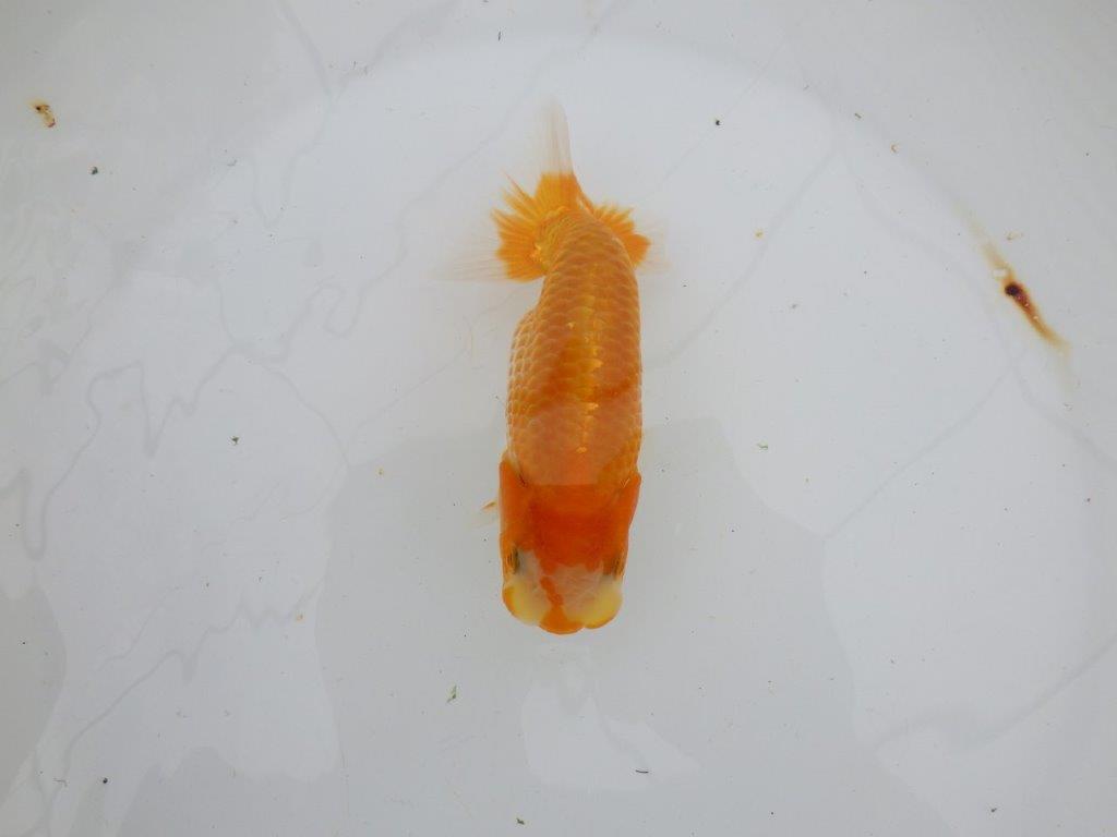 【逸品当歳らんちゅう】背なりも綺麗で水槽映え更紗らんちゅう　約14ｃｍ前後　オス？