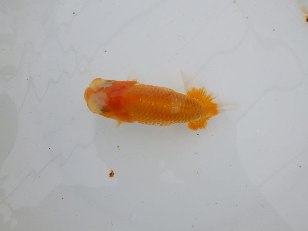 【逸品当歳らんちゅう】背なりも綺麗で水槽映え更紗らんちゅう　約14ｃｍ前後　オス？