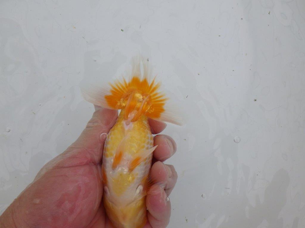 【逸品当歳らんちゅう】背なりも綺麗で水槽映え更紗らんちゅう　約14ｃｍ前後　オス？