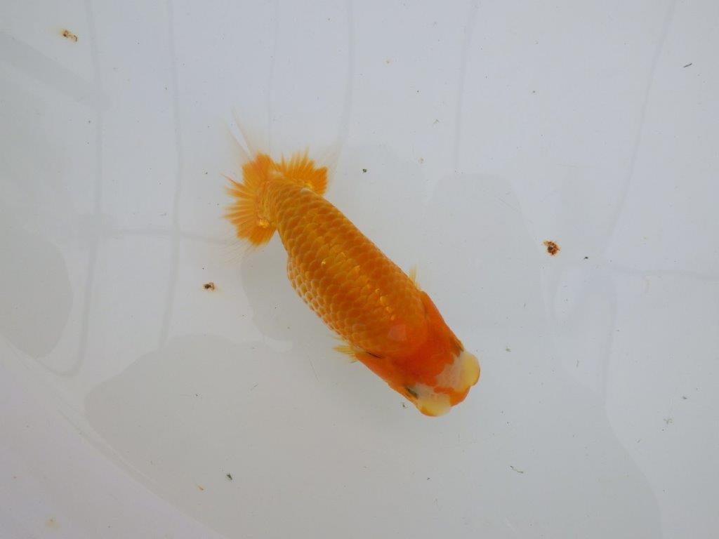 【逸品当歳らんちゅう】背なりも綺麗で水槽映え更紗らんちゅう　約14ｃｍ前後　オス？