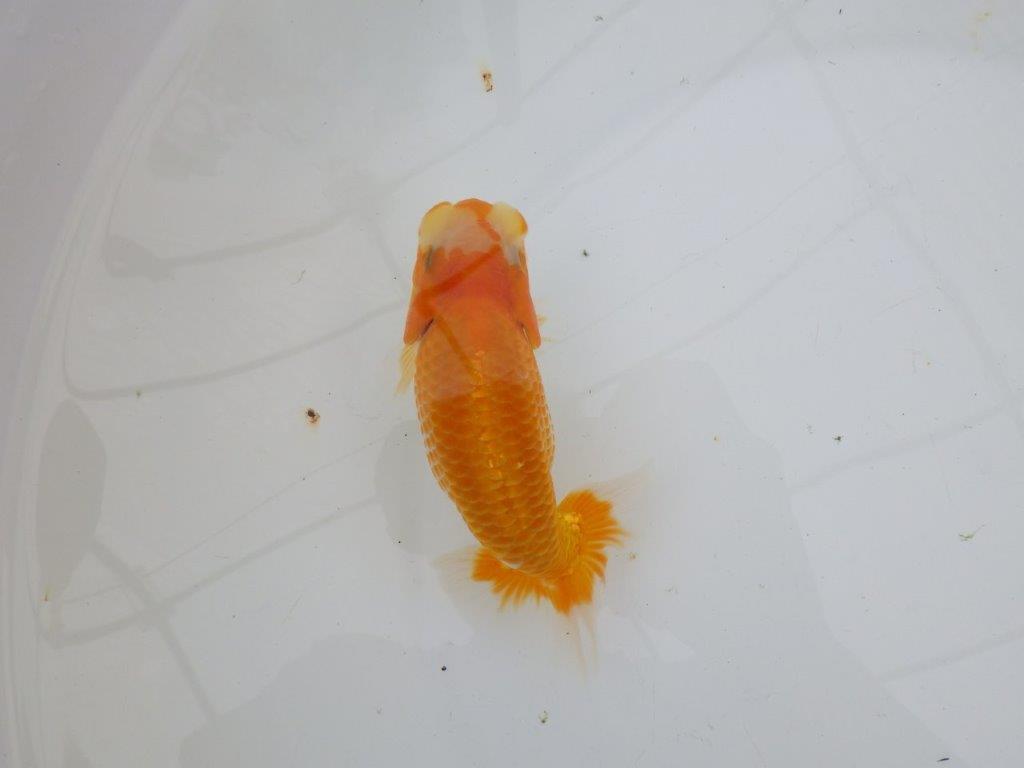 【逸品当歳らんちゅう】背なりも綺麗で水槽映え更紗らんちゅう　約14ｃｍ前後　オス？