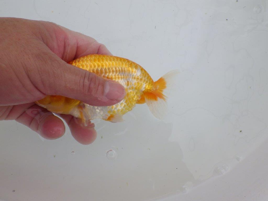【逸品当歳らんちゅう】背なりも綺麗で水槽映え更紗らんちゅう　約14ｃｍ前後　オス？