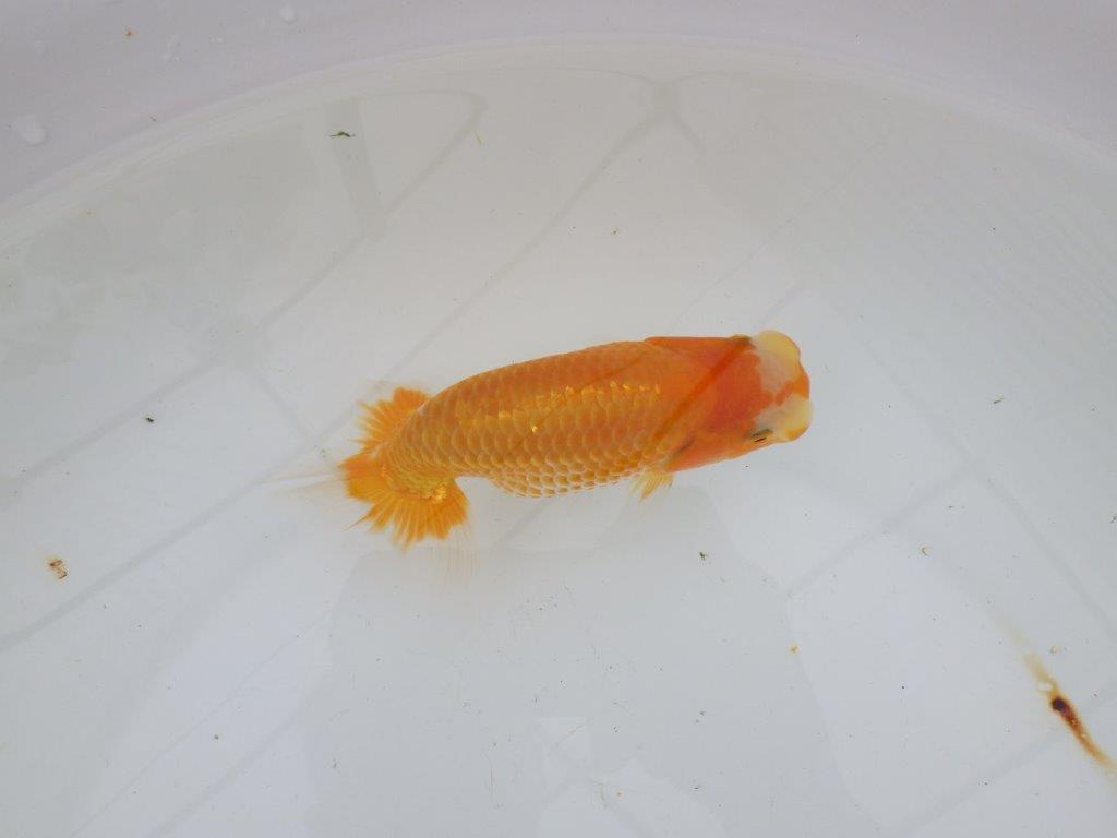 【逸品当歳らんちゅう】背なりも綺麗で水槽映え更紗らんちゅう　約14ｃｍ前後　オス？