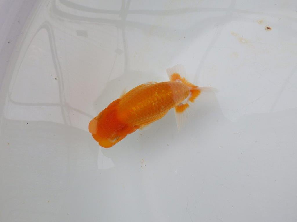 【逸品当歳らんちゅう】丸みのある背のラインが水槽映えらんちゅう　約12ｃｍ前後　オス？