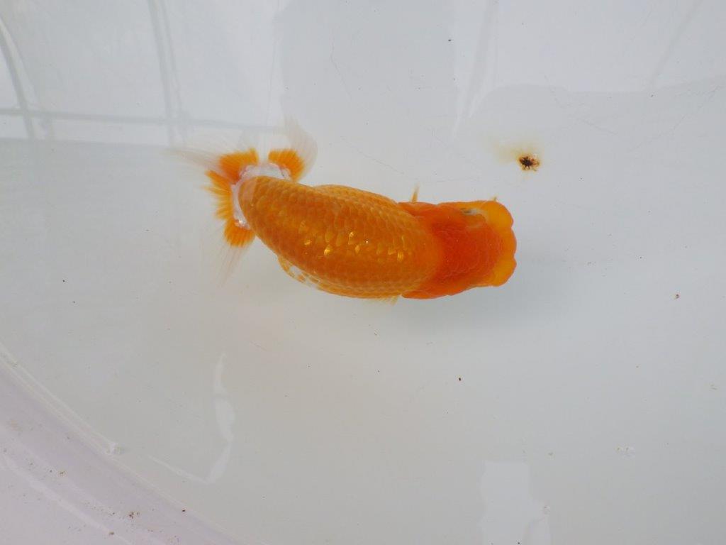 【逸品当歳らんちゅう】丸みのある背のラインが水槽映えらんちゅう　約12ｃｍ前後　オス？