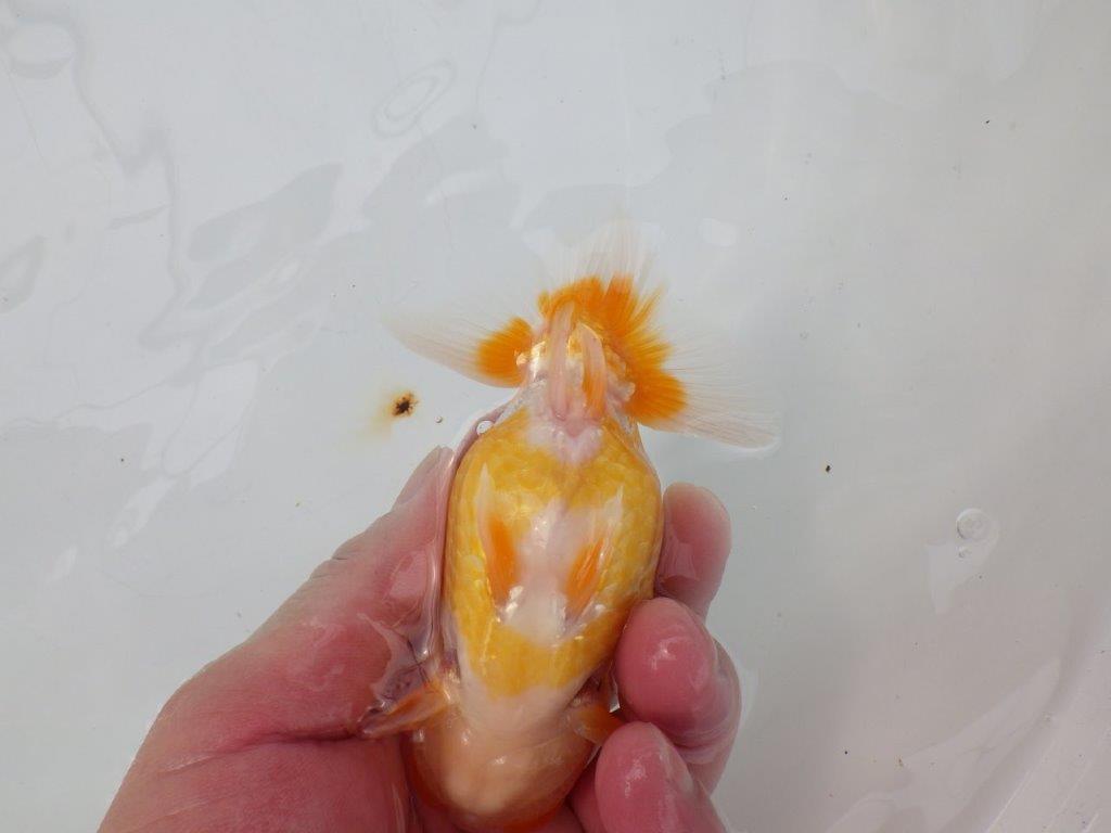 【逸品当歳らんちゅう】丸みのある背のラインが水槽映えらんちゅう　約12ｃｍ前後　オス？