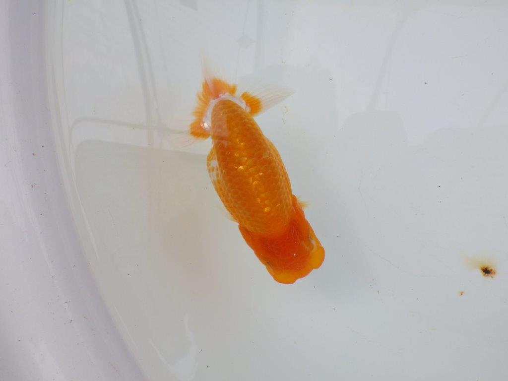 【逸品当歳らんちゅう】丸みのある背のラインが水槽映えらんちゅう　約12ｃｍ前後　オス？